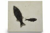 Multiple Fossil Fish (Mioplosus & Knightia) Plate - Wyoming #349296-1